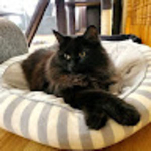 Meet your Posher, Susan